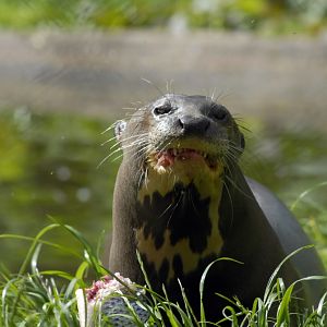 Giant Otter