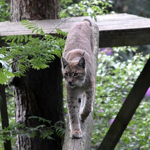 Eurasian Lynx