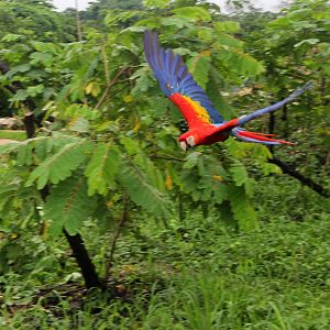 Free Macaws