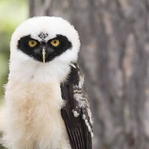 Spectacled Owl