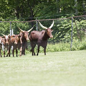Watusi
