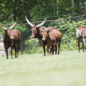 Watusi