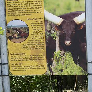 Watusi Signage