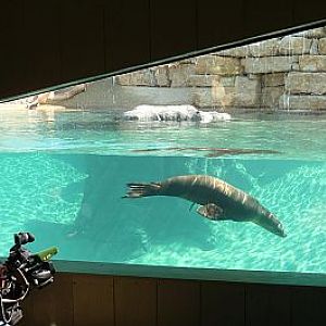 Underwater Viewing Panels