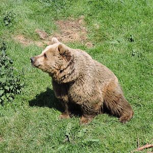 Brown Bear