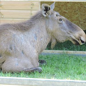 European Moose
