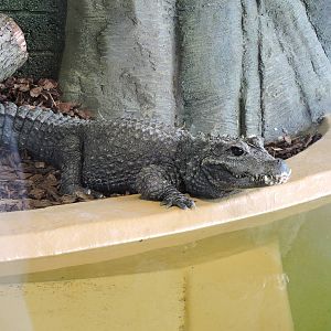 Dwarf Crocodile