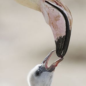 Greater flamingo feeding chick