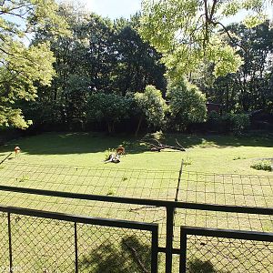 Paddock for Sitatunga and Abyssinian Ground Hornbill