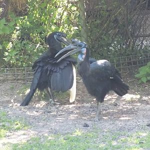 Abyssinian Ground Hornbill Pair