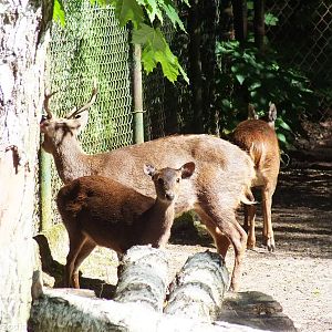 Bawean Deer