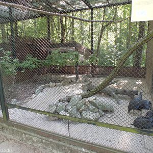 Vulturine Guineafowl Enclosure