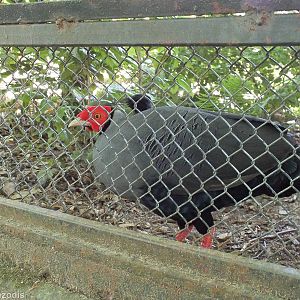 Siamese Fireback