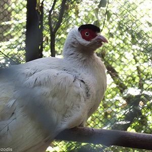White Eared-pheasant