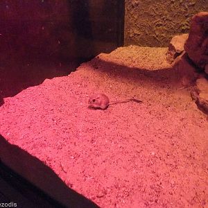 Merriam's Kangaroo Rat