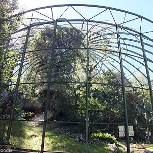 Aviary for Lammergeier, Red Kite and Black Kite