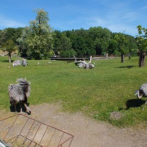 South American Paddock