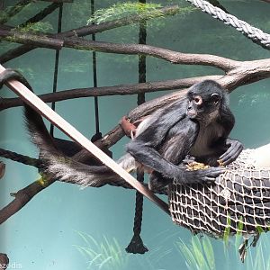 Yucatan Spider Monkey