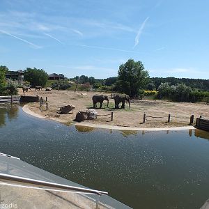 African Elephant Paddock