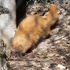 Siberian Weasel