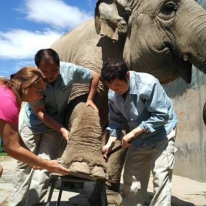 Elephant foot care