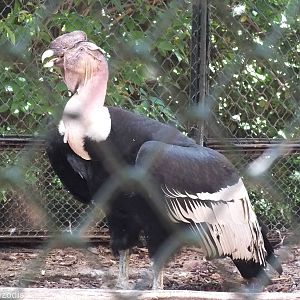 Andean Condor