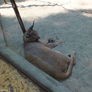 Turkmenian Caracal