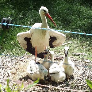 White Stork and Nest with Chicks