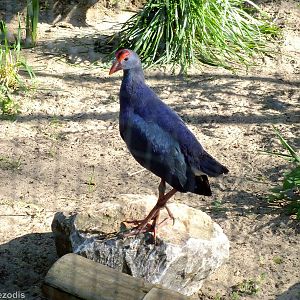 Purple Swamphen