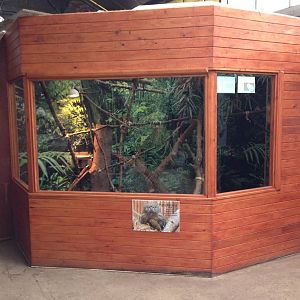 Pygmy marmoset exhibit