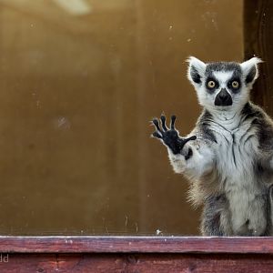 Ring-tailed lemur : Exmoor Zoo : 22 May 2015