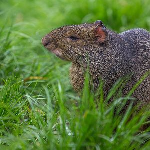 Azaras agouti : Exmoor Zoo : 22 May 2015