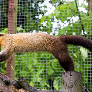 Northern yellow-throated marten : Exmoor Zoo : 22 May 2015