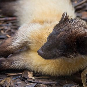 Northern yellow-throated marten : Exmoor Zoo : 22 May 2015