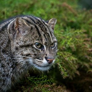 Fishing cat : Exmoor Zoo : 22 May 2015
