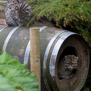 Fishing cat : Exmoor Zoo : 22 May 2015