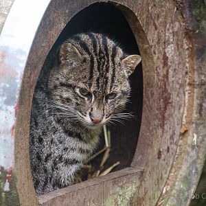 Fishing cat : Exmoor Zoo : 22 May 2015