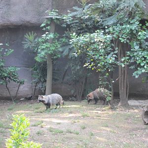 Raccoon Dog Exhibit Chapultepec Zoo
