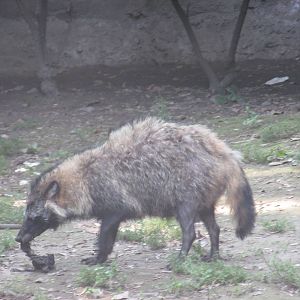 Raccoon Dog Chapultepec Zoo