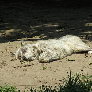grey wolf chapultepec zoo