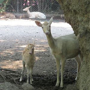 Fallow Deer Chapultepec Zoo