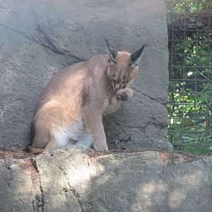 caracal chapultepec zoo