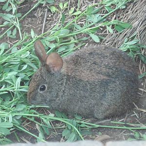 Volcano Rabbit or Teporingo  Chapultepec Zoo