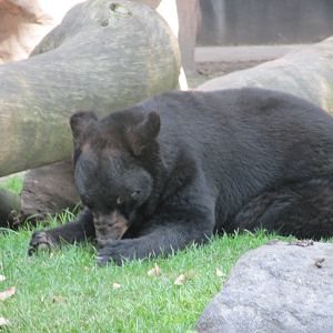 black bear chapultepec zoo