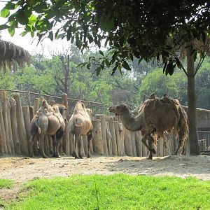 Bactrian camels Chapultepec zoo