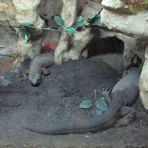 Black Beaded Lizard Chapultepec Zoo