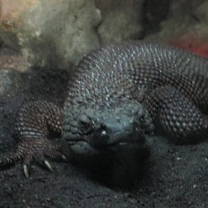 Black Beaded Lizard Chapultepec Zoo