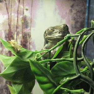 Mexican Tree Frog Pachymedusa Dacnicolor Chapultepec zoo