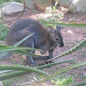 Red-necked Wallaby May 2014