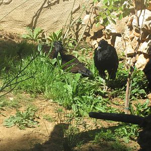 Blue-billed Curassow May 2014